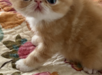 Red and white Profile