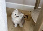 persian litter 2 girls available Profile