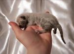 Blue Bengal Kittens Profile