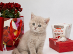 Silver Scottish shorthair Profile