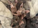 Sphynx kittens Profile