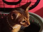 Ruddy Puma Profile