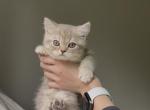 Scottish  Kitten Profile