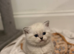 Umka Profile