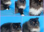 SPAYED Sweet CFA REGISTERED exotic longhair Profile