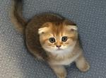 Scottish fold Profile