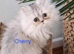 Purebred Silver Chinchilla Persian Kittens Profile
