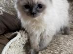 Lilac mink boy Profile