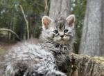 Mohave bobtail Profile