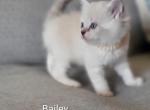 Belie Profile