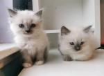 Ragdoll Kittens For you Profile