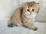 Scottish fold 1 Profile