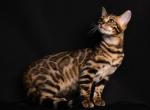 Bengal Fashion kitten Profile