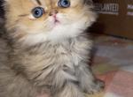 Tiger Persian Female Profile