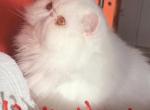 Solid White Female Persian Profile