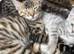 Jupiters Kitties Profile