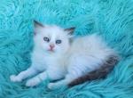 Beautiful Purebred ragdoll kittens Profile