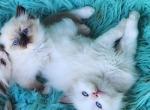 Purebred ragdoll kittens Profile