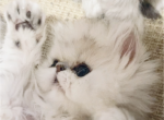 Shaded silver Persian Beauty Profile