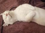 Olaf Profile