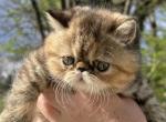 RESERVED Penny CFA exotic Persian SH female Profile