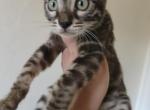 Zuri Bengal Kitten Profile
