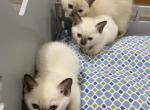 Tonkinese Kittens 3 females Profile