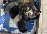 British Shorthair Litter Profile