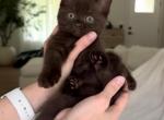Chocolate Profile