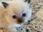 Ragdoll Kittens To New Home Profile