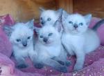 Siamese kittens Profile
