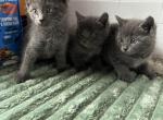 Russian blues Profile