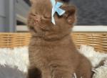 Bear Cinnamon British kitten Profile