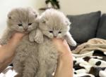 Lilac British shorthair Fall 26 WAITING LIST Profile