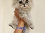 Petite Dollface Lilac Silver Chinchilla Persians Profile