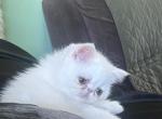 White Persian Male Profile