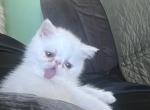 White Persian Male Profile