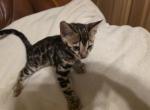 Kitten 2 Profile