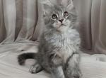 Maine Coon Kittens Profile