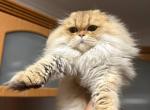 Long haired Scottish fold Profile