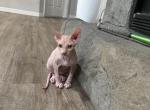 Sphynx Profile