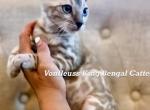 Luxury Bengal kittens for sale Profile