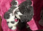 grey and grey and white manx kittens Profile