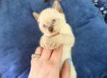The Cuddle Cloud Litter Profile