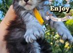 EnJoy Profile