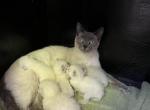 Siamese  litter Profile