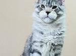 European TICA FIFe  WCF Registered Cattery Profile