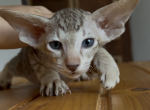 choco spotted female from Marbleficent Profile