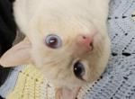 Dodger Profile