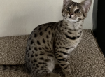 F2 Savannah Girl Profile